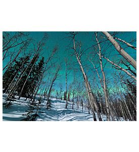 Green Bands Of Northern Lights Over Winter Taiga - ID # 51592043