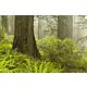 Redwood Forest Along Damnation Creek Trail - ID # 18195992 thumbnail