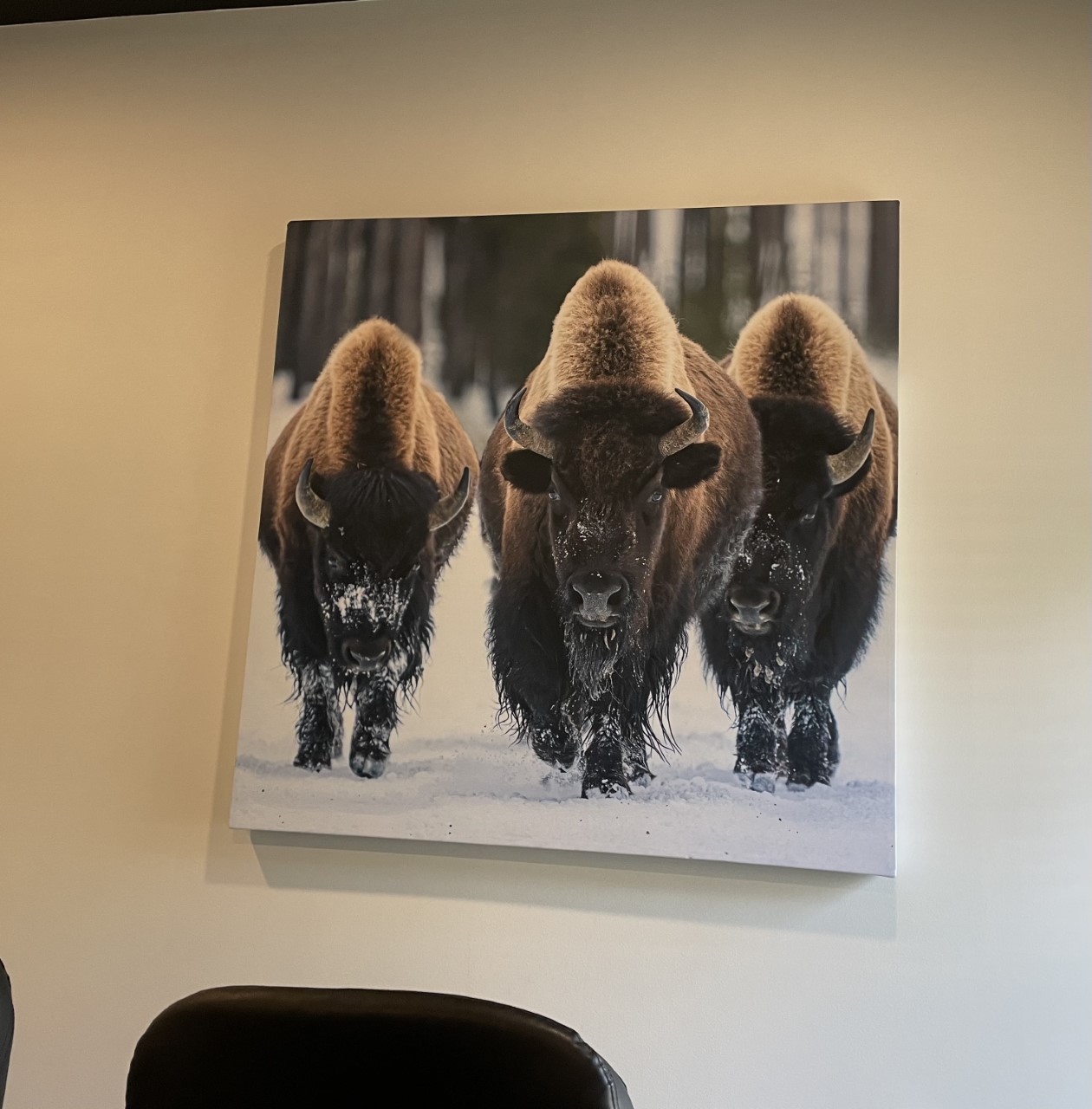 Customer Photos - Anonymous - AcousticART : Bison