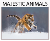 majestic animals